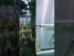 Yüksek Kapasiteli Tavuk Kasaplığı Liniyası Halal Tavuk Kasaplığı Makinesi 1000BPH