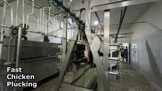 Tavuk Yolma Makinası