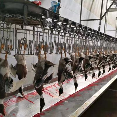 Tavuk Kaz hindi ördek kesim makinesi 1000BPH Tavuk işleme makinesi