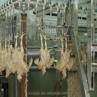 Kalite 380V/220V Voltajlı Tavuk Üretim Makinesi Tavuk Plucking ve Halal Kasaplık için fabrika
