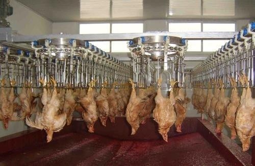 Paslanmaz çelik 304 ile özelleştirilebilir ve dayanıklı tavuk işleme hattı