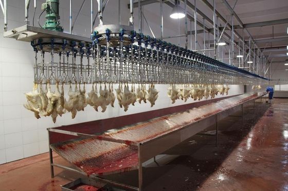 Broiler katmanı Otomatik Kasaplık Makinesi Çiftlikler Paslanmaz çelik Tavuk Kasaplığı