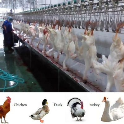 Halal Tam Tam Fonksiyonlu Tavuk Tavuk Kasaplık Makinesi