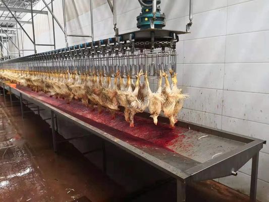Saatte 1000 Tavuk Bph Tam Mini Tavuk İşleme Hatı Kasap Fabrikası